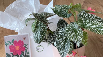 Celebrate Mum at the Ponsonby Mother’s Day Market Day – Saturday 10 May 2025
